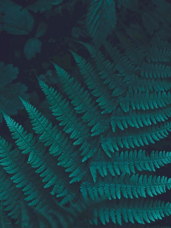 小清新治愈綠葉手機壁紙