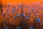 Fresh and elegant cornflower picture wallpaper