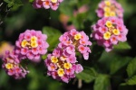 Brightly colored lantana pictures desktop wallpaper