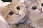 The latest version of cat couple avatar pictures
