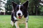 border collie pictures