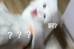 貓咪奶蓋暴躁版表情包