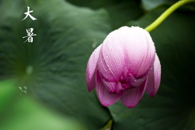 Twenty-Four Solar Terms Great Summer Computer Wallpaper