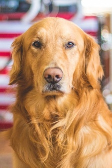 金毛尋回犬圖片