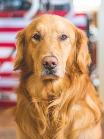 Golden Retriever Pictures