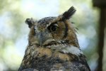 great horned owl pictures