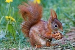 Cute little squirrel pictures