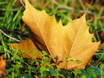 秋天的落叶（四）