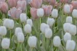 pink tulips pictures