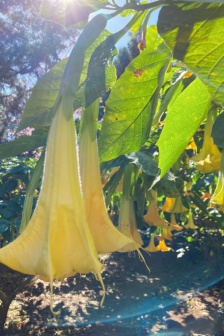 yellow mandala pictures