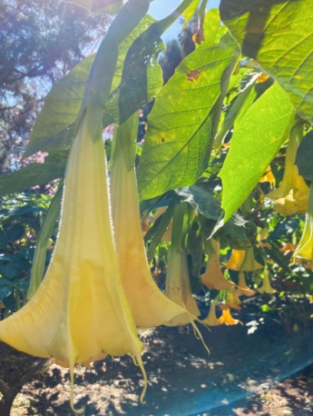 黃色曼陀羅圖片