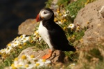 arctic puffin pictures