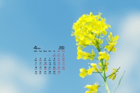 April 2022 fresh little yellow flower desktop calendar wallpaper