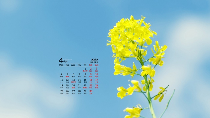 April 2022 fresh little yellow flower desktop calendar wallpaper