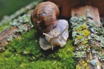 HD snail pictures