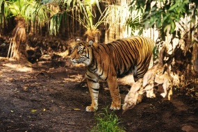 Fierce tiger pictures desktop wallpaper