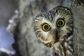 owl