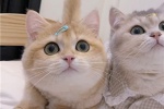 The latest version of cat couple avatar pictures