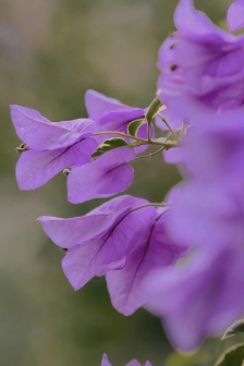 紫色三角梅小清新手機壁紙