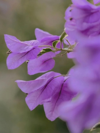 紫色三角梅小清新手機壁紙