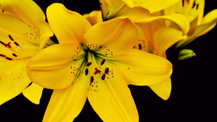 HD lily pictures desktop wallpaper