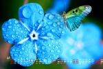 August 2021 Chinese Valentine's Day forget-me-not desktop calendar wallpaper