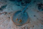 Blue-spotted stingray pictures