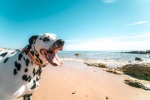 Dalmatian dog pictures