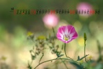 May 2022 field bindweed picture desktop calendar wallpaper