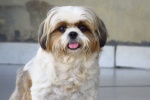 Shih Tzu dog pictures desktop wallpaper