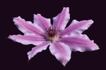 HD clematis pictures