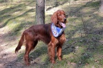 Lively Irish Setter Pictures