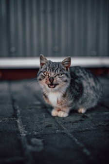 生氣的小貓咪圖片素材