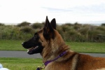 Belgian Malinois Dog Pictures