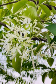 Tassel tree high-definition partial pictures