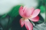 Lotus photography material HD desktop wallpaper