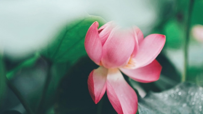 荷花攝影素材高清桌麵壁紙