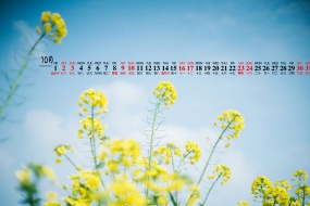2021年10月好看花朵清新日历壁纸