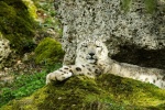 Fierce snow leopard pictures