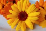Orange marigold pictures