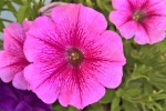 HD Petunia Pictures Desktop Wallpaper