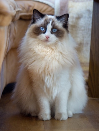 Ragdoll cat pictures Brador cat pictures