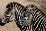 wild zebra pictures