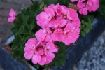 Pink geranium pictures