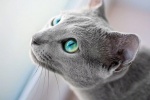 Russian blue cat pictures