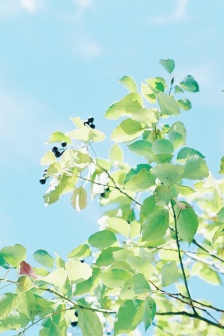Fresh, eye-friendly and beautiful green plant mobile wallpaper