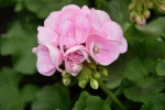 Pink geranium pictures