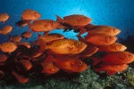 海洋世界水族馆图片桌面壁纸