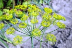 HD dill flower pictures desktop wallpaper