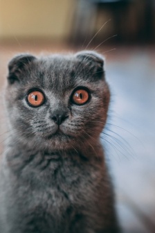 蘇格蘭折耳貓圖片